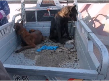 大姐把狗狗塞进笼后说不舍,狗贩:不杀它,有啥心疼