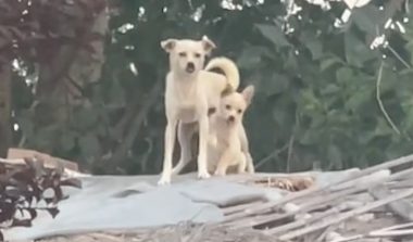 主人搬走房子塌了，狗妈妈带着孩子生活在废墟上等待