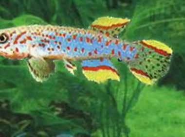 爱琴鱼身份信息