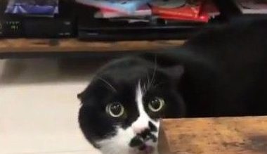 喵星人诡异声音像流氓大叔 好恐怖吓坏爸爸