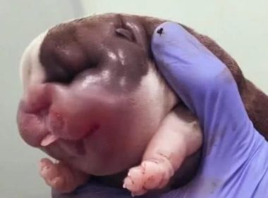 小母狗生了一只小奶狗，兽医笑着出来，一看不淡定了