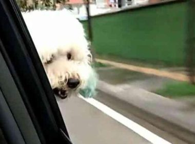 主人搬家带走比熊犬, 将土狗遗弃