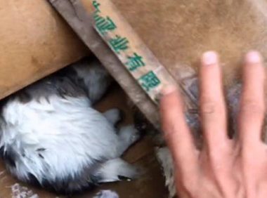 暴雨后门口多出了个纸箱，男子打开后愣住了：谁放门口的小奶狗？
