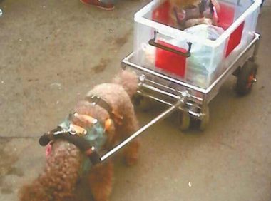 泰迪犬当”苦力”早市拉车买菜 泰迪犬是小型犬不应拉重物