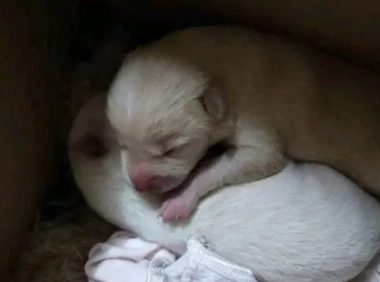 流浪狗很怕主人不要它 | 流浪小奶狗屋檐下避雨被踢飞,带回家狗狗总是担心我不要它