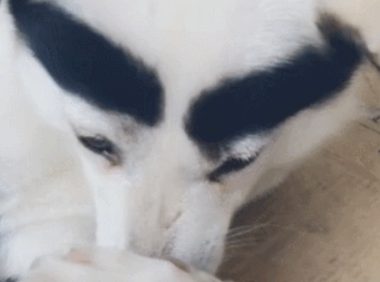主人家给狗狗贴上两条粗眉,狗狗:铲屎官,我可爱吗?