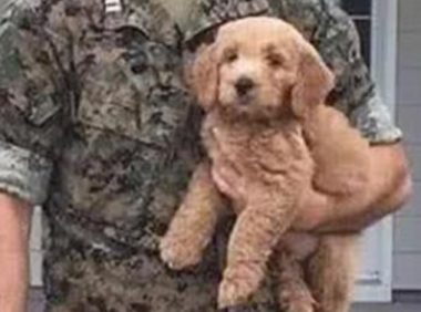 小伙送女朋友礼物小泰迪做礼物，当兵两年后回家探亲，狗狗模样害怕不敢认了