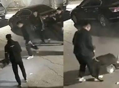 流浪猫被烈性犬咬死,长春警方通报:3名犬主被处罚!