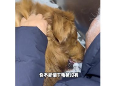 网红狗“金子”生病离世，主人把它的亲生弟弟接回家，看哭千万网友…