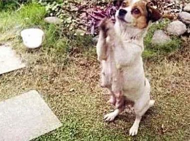 狗狗突然跑到男子眼前，不停地作揖，当明白它意思后，男子哭了