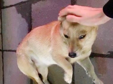 路边的流浪小黄狗，只对女孩狂摇尾巴，狗狗：你身上有主人的味道