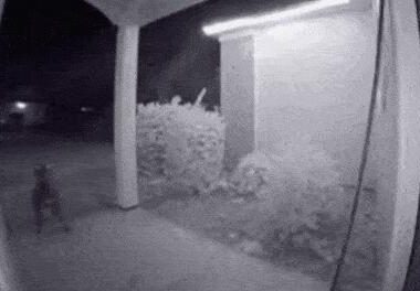 深夜被恶犬追赶，吓得我一路狂奔