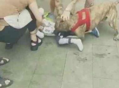 宠物店将恶犬栓门口,4岁男童被咬住不放,网友:老板真该死