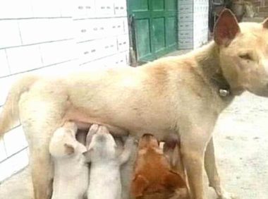 土狗已经喂母乳，忽然有点不太对，低下头看了一瞬间炸毛了