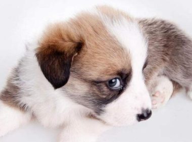 嫌弃狗窝不舒服，狗狗自己叼来东西布置，主人笑喷了：真是只傻狗