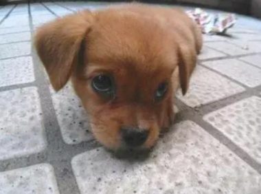 狗狗撕了主人的钱还一脸可怜：主人，你没全是拿这种“废旧纸张”来捡屎的吗