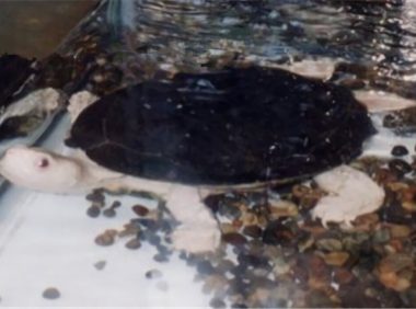 裙边龟身份信息