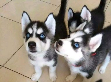 在大门口捡了三只小哈士奇，很多年不往来的亲朋好友却突然来我们家要想狗！