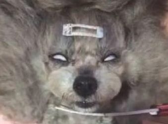 狗狗在主人眼前大翻白眼，网民表明看过会经常做噩梦，真实情况果然不容易