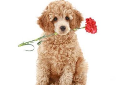 贵宾犬偷吃不成从桌上摔下，恰好被主人看到，尴尬极了！