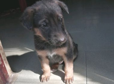 小狗被主人看不上是小土狗,迎上去又被踢了回家,叫人惨不忍睹