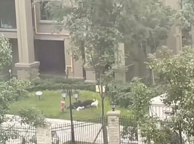两大型犬撕咬2岁半女童致严重受伤，目前已抓到其中一只狗