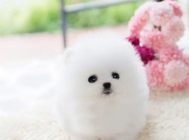 佩玛斯特狗粮真假 | 崔永元网曝非转基因狗粮 网友惊呼“波奇同款”