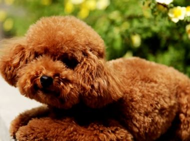 泰迪犬被带回乡下给奶奶养,再次见到狗狗,主人想哭的心都有了