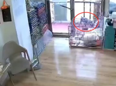 黑龙江一狗狗走丢，自己到宠物店“消费”，店主：它冒雨走7小时