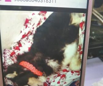 宠物犬送训3个月后猝死 训练中心承诺赔偿后反悔