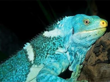 斐济鬣蜥身份信息