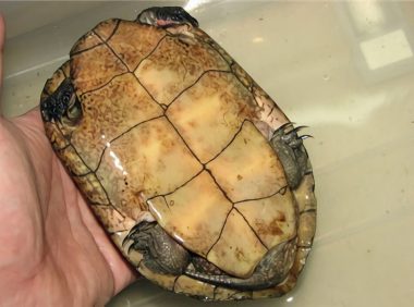 拟眼斑水龟身份信息