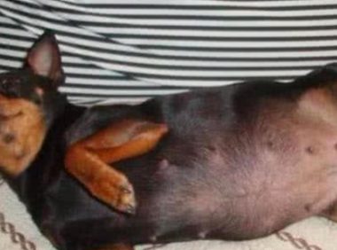 小伙善心大发,带回怀孕的流浪狗,一胎生十几个快养不起了