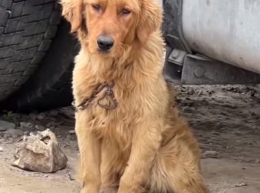 陕西女子发现不明“屠狗场”,12600元买回14只:全是大型宠物狗