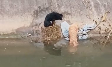 黄狗不幸掉进了河里,黑狗不顾一切跳下去救它