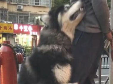 大爷遛猫遛狗太累了要回家,阿拉斯加却紧抱他大腿根部撒娇:我想再玩一会!