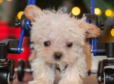 小狗狗患病殘疾!志工暖心收留打造輪椅新生