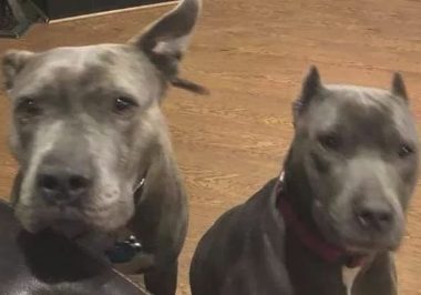 主人遭到打劫，二只曾被抛弃的比特犬，立刻爆冲救出他！