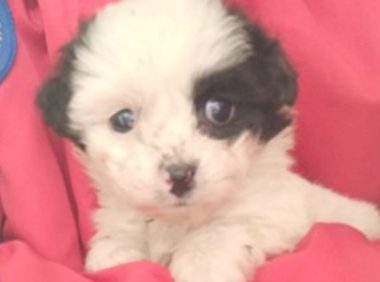 漂泊小奶狗躲在墻腳哆嗦不許人靠近,女生抱家時狗狗總算打開心扉