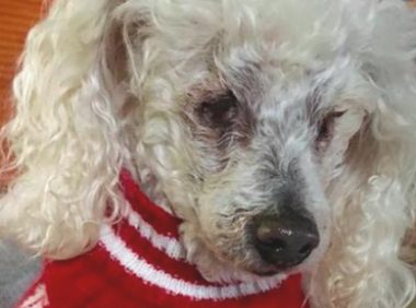 贵宾犬肾衰竭快不行，安乐死时男孩儿恳求要怀着它：我永远爱你！