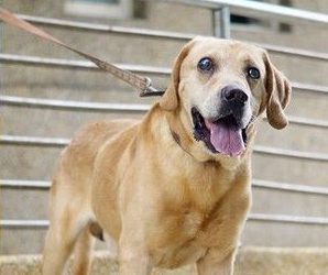 狗狗失明遭弃养 侠医空运水晶体帮它动手术治疗