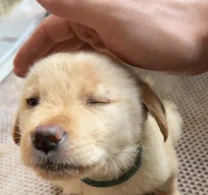 男子摸狗头不触摸狗子的头,这样就不用洗手~