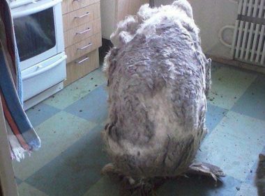 主人因病去世,狗狗被关房间整整一年,门被打开时发现一条怪物