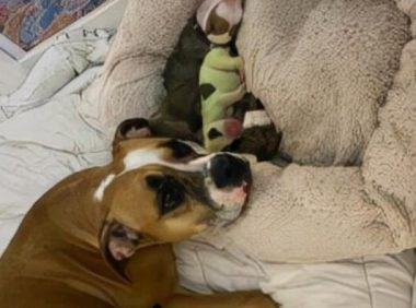 斗牛犬生了8只狗崽,竟有一只是绿色的