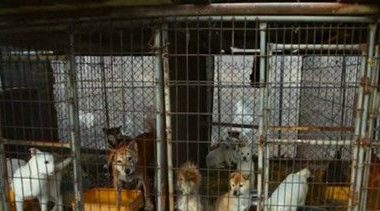 狗狗关押在工厂等待被人类食用 相关人员及时救援