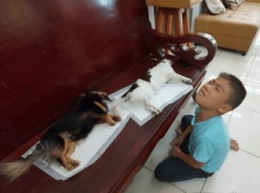 狗狗绝育后麻药未退,小男孩误以为它们死了,吓得跪地痛哭