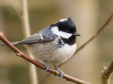 煤山雀身份信息