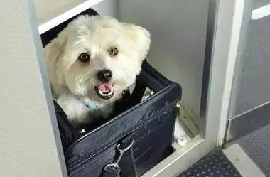 只要800元！抱着猫狗坐飞机 海南航空推出客舱宠物运输服务