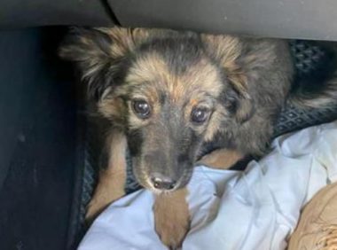 小狗每天守在妈妈身边，不知妈妈早已离世，小狗：妈妈，别睡了！