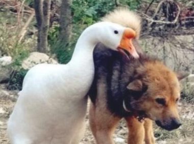 土狗已经一边玩,家鹅看到后立刻跑来,狗狗愣住